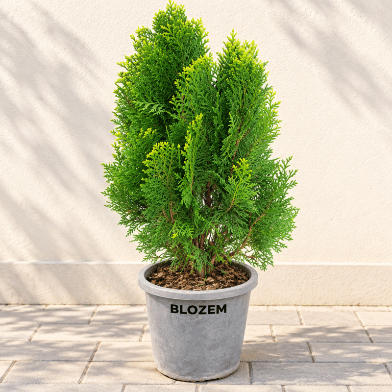 Thuja Orientalis