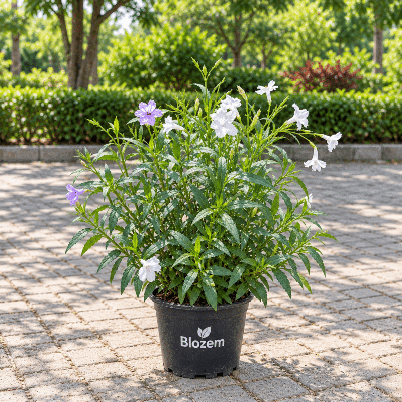 Mexican Petunia Mixed Flowers-Ruellia Simplex
