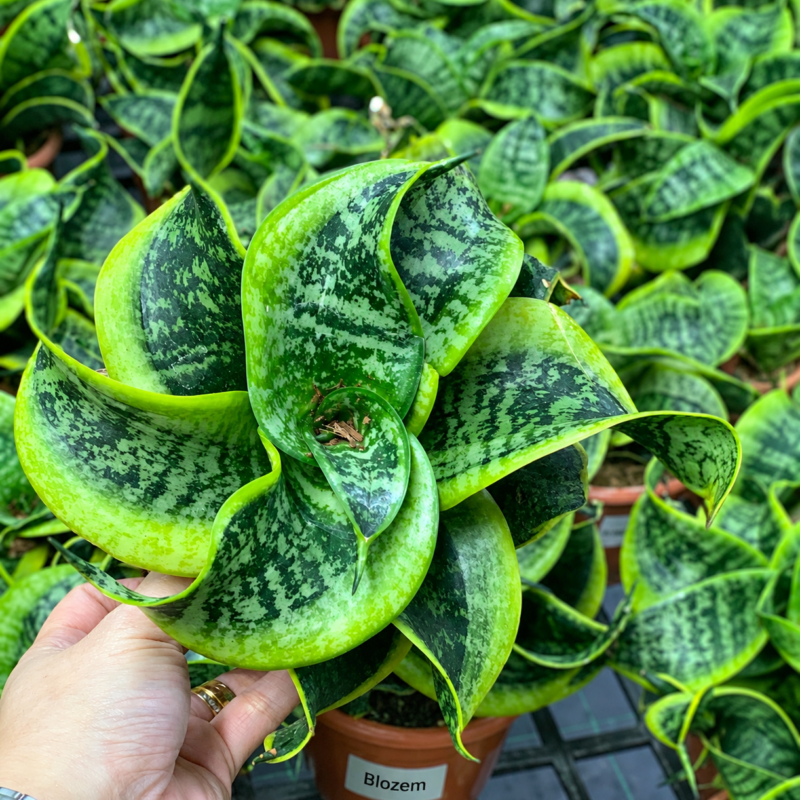 Sansevieria trifasciata 'Hahnii Tornado'