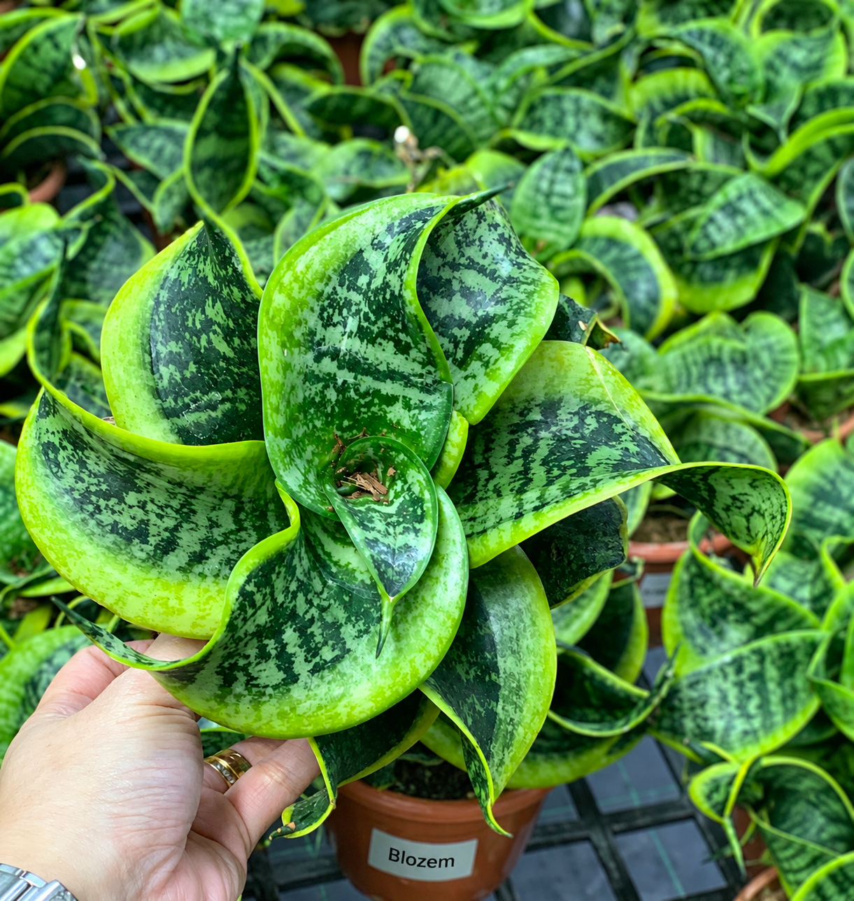 Sansevieria trifasciata 'Hahnii Tornado'