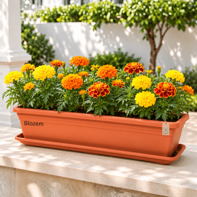 Potted Mixed Marigold With Rectangular Pot(Outdoor Plant)