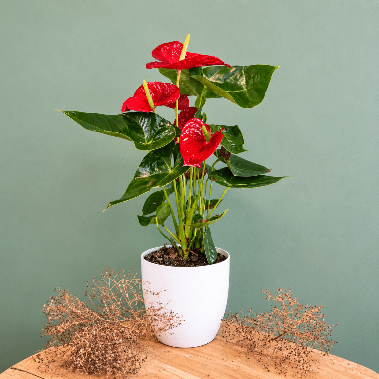 Potted Large Anthurium With San Pot(Table Plant) - Image 2