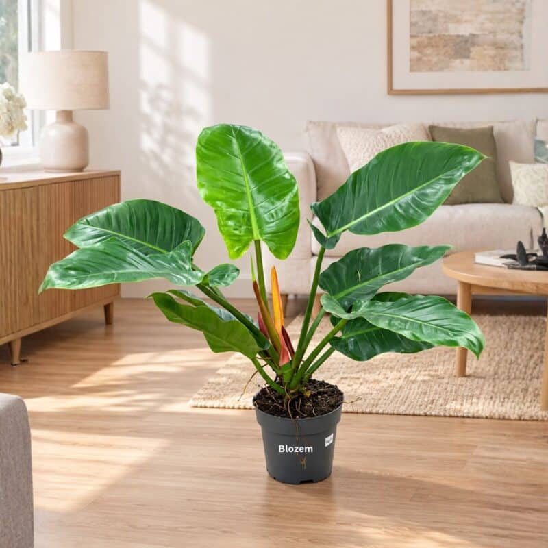 Philodendron Imperial Green-Big Size-115cm