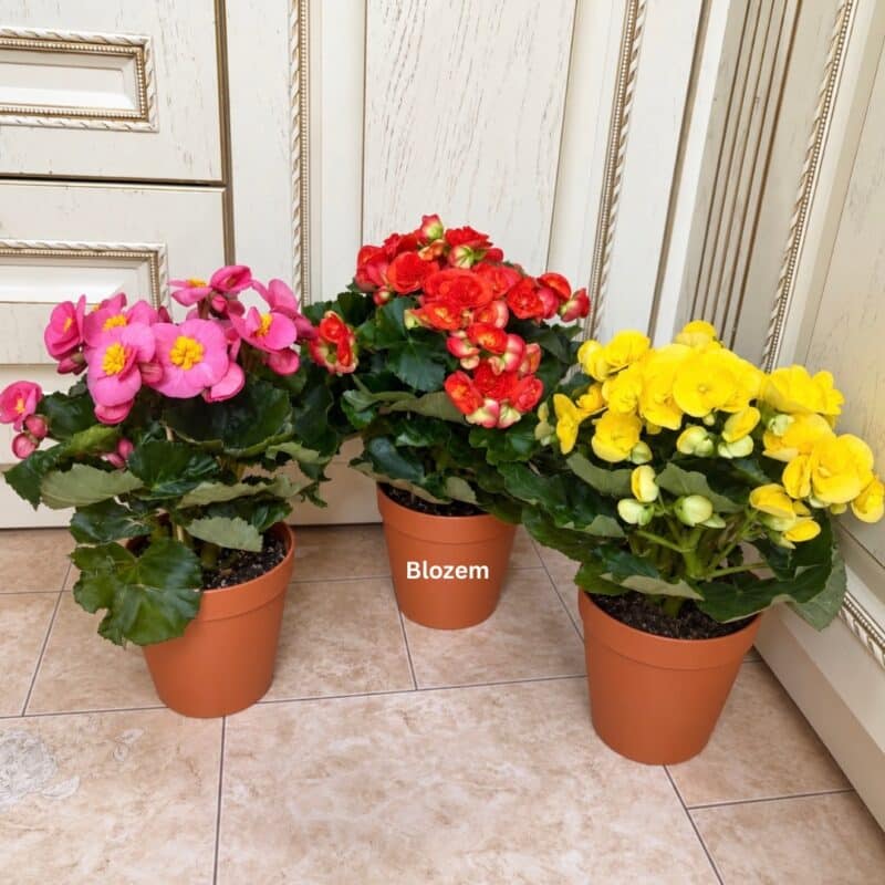 Elatior Begonia-Assorted colour