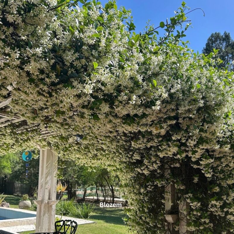 Star Jasmine-Trachelospermum jasminoides-ياسمين النجمة- climbing