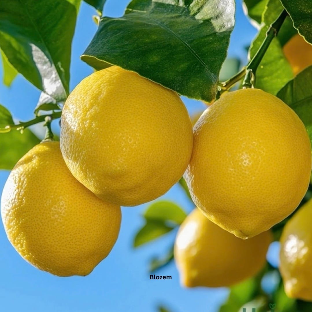 Spiral Grafted Lemon Tree(Fruit plant) - Image 2