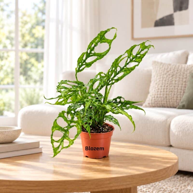 Monstera Obliqua Peru
