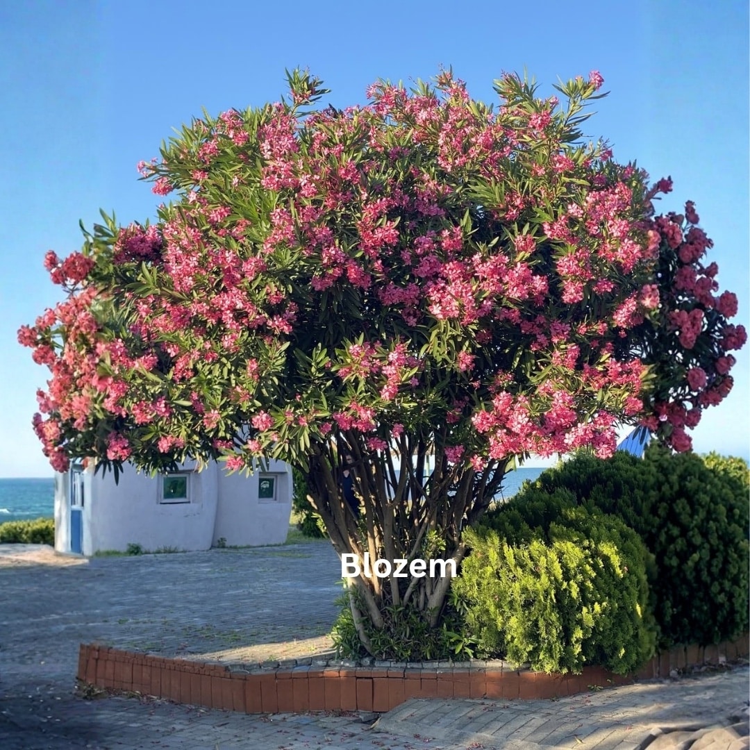 Nerium Oleander-Pink-120cm - Image 3