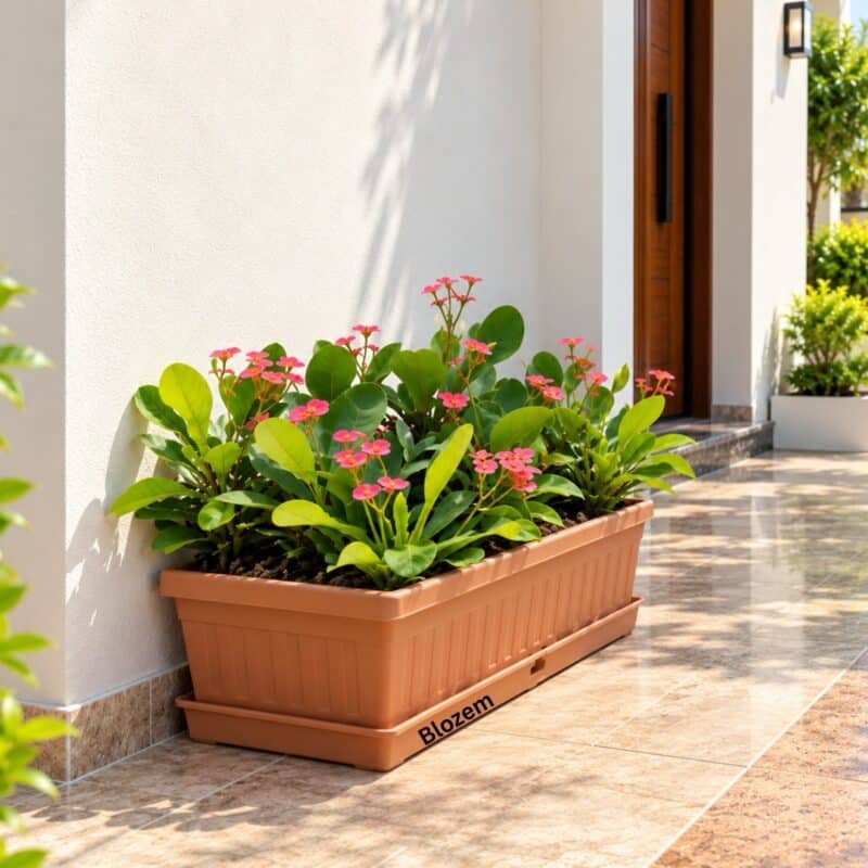 Potted Euphorbia milii With Rectangular Pot(Outdoor Plant)