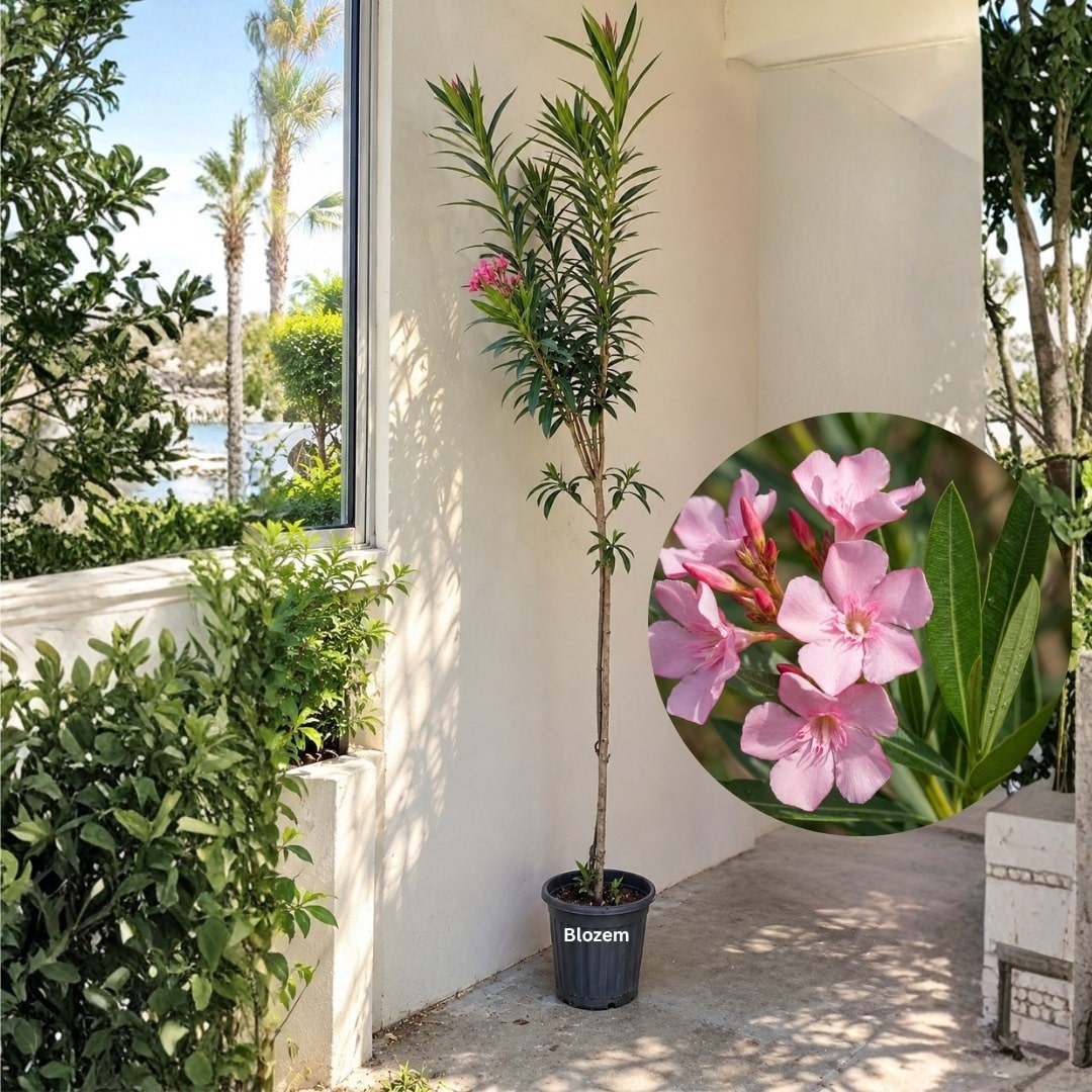 Nerium Oleander-Pink-120cm - Image 2