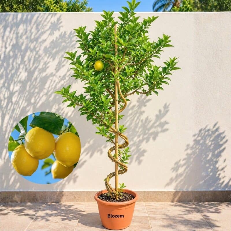 Spiral Grafted Lemon Tree(Fruit plant)