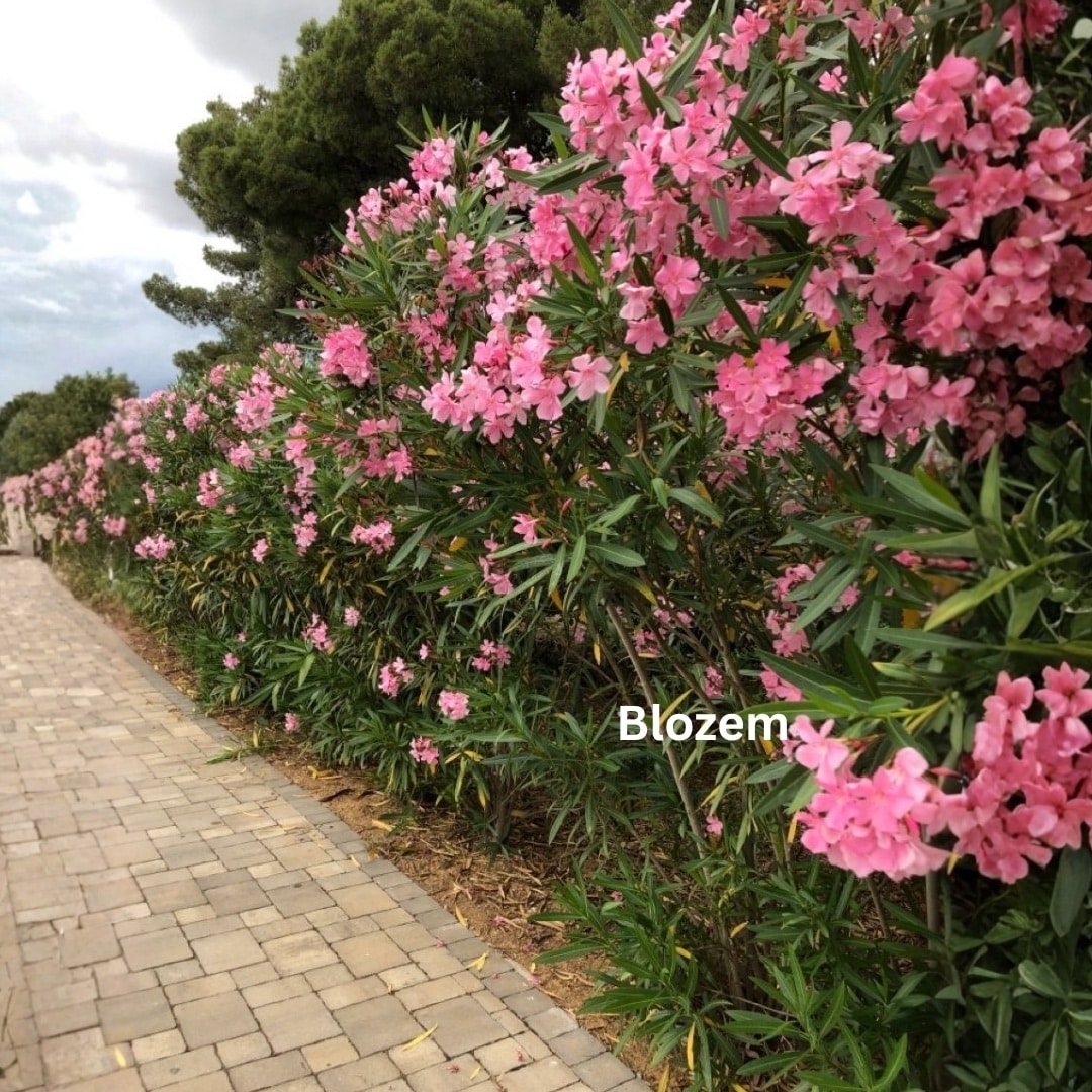 Nerium Oleander-Pink-120cm - Image 4