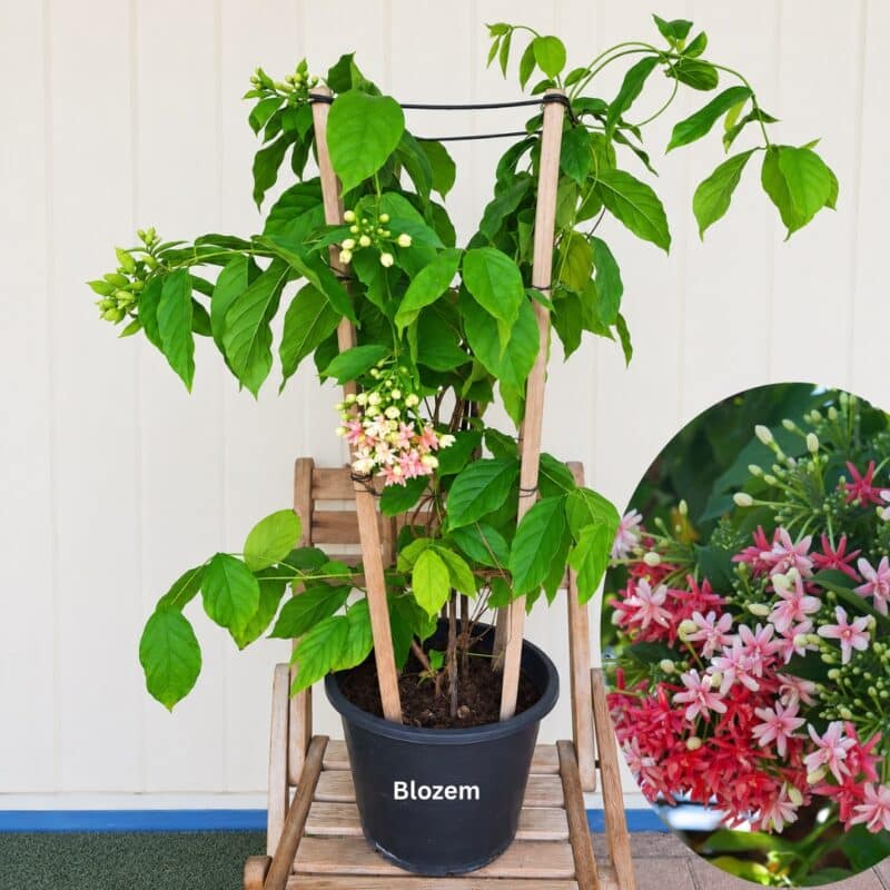 Rangoon Creeper Double Petal-Quiscalis indica