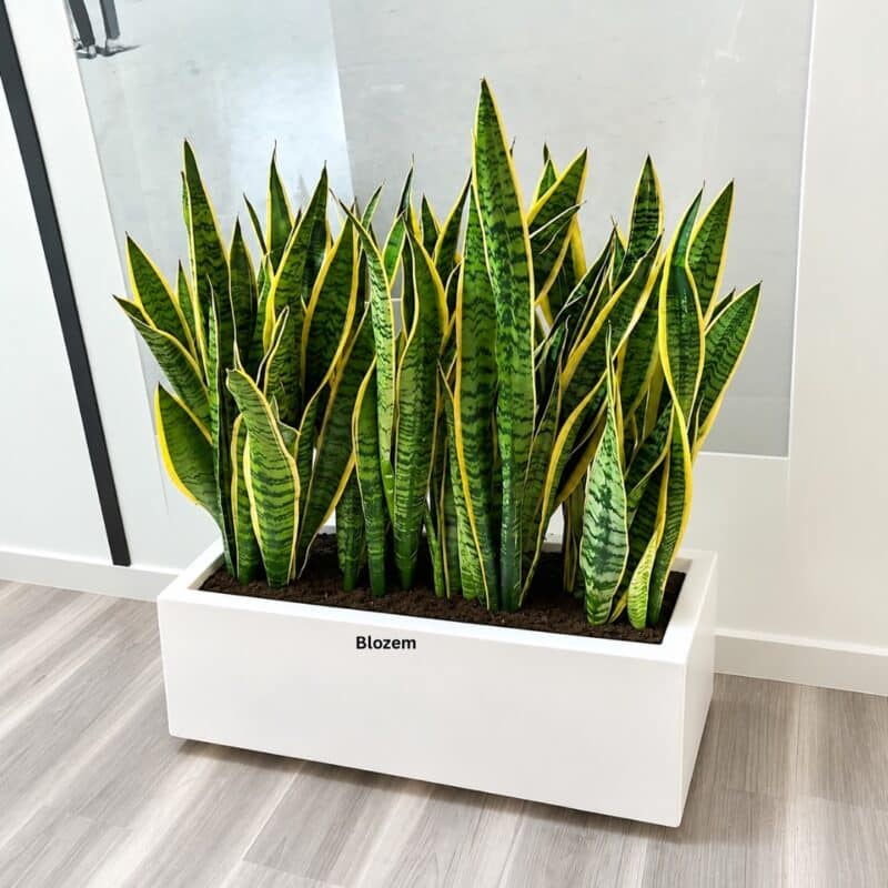 Potted 4 Snake Plants With Rectangular Fiber Pot