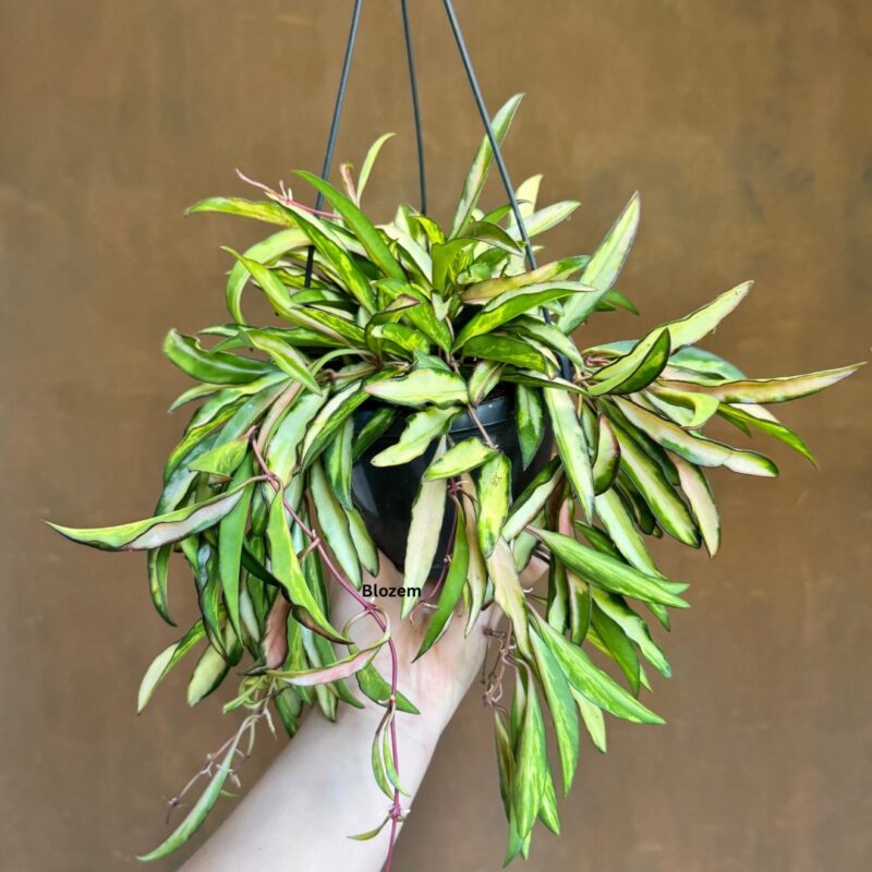 Hoya Wayetii Tricolor-Hanging