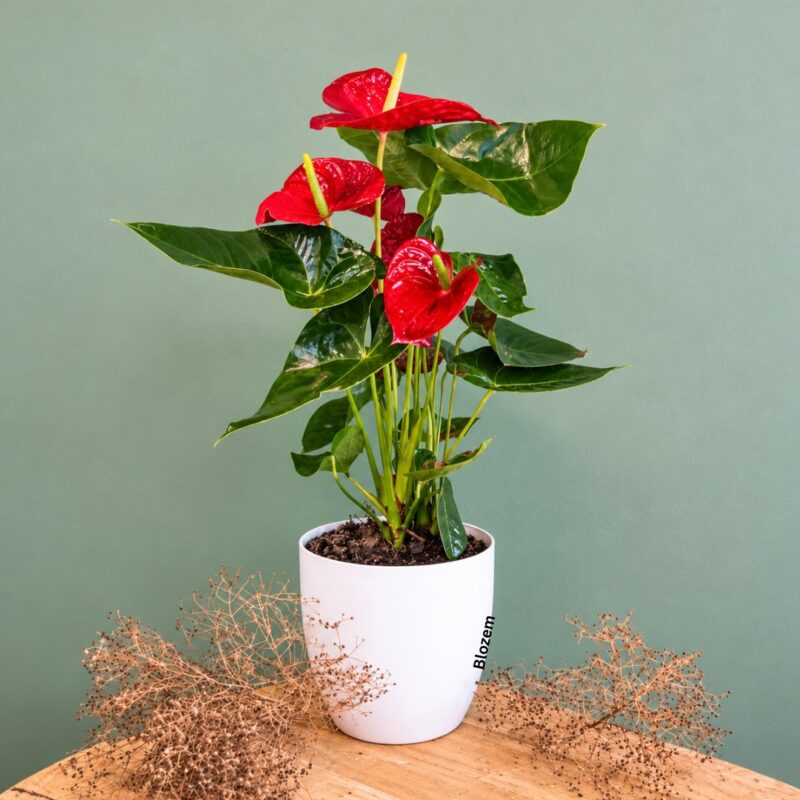Potted Large Anthurium With San Pot(Table Plant)