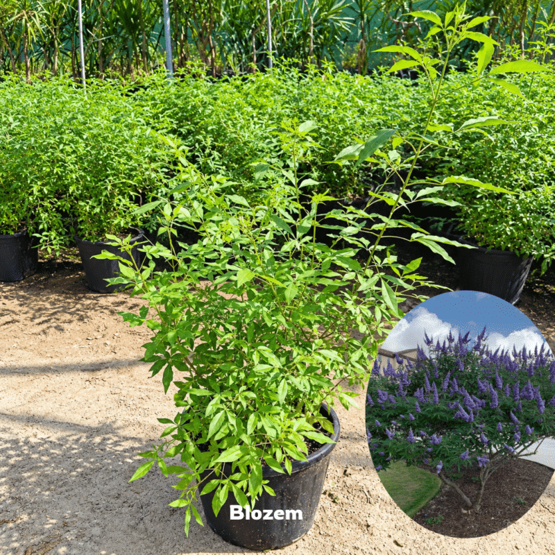 Vitex agnus-castus-كف مريم