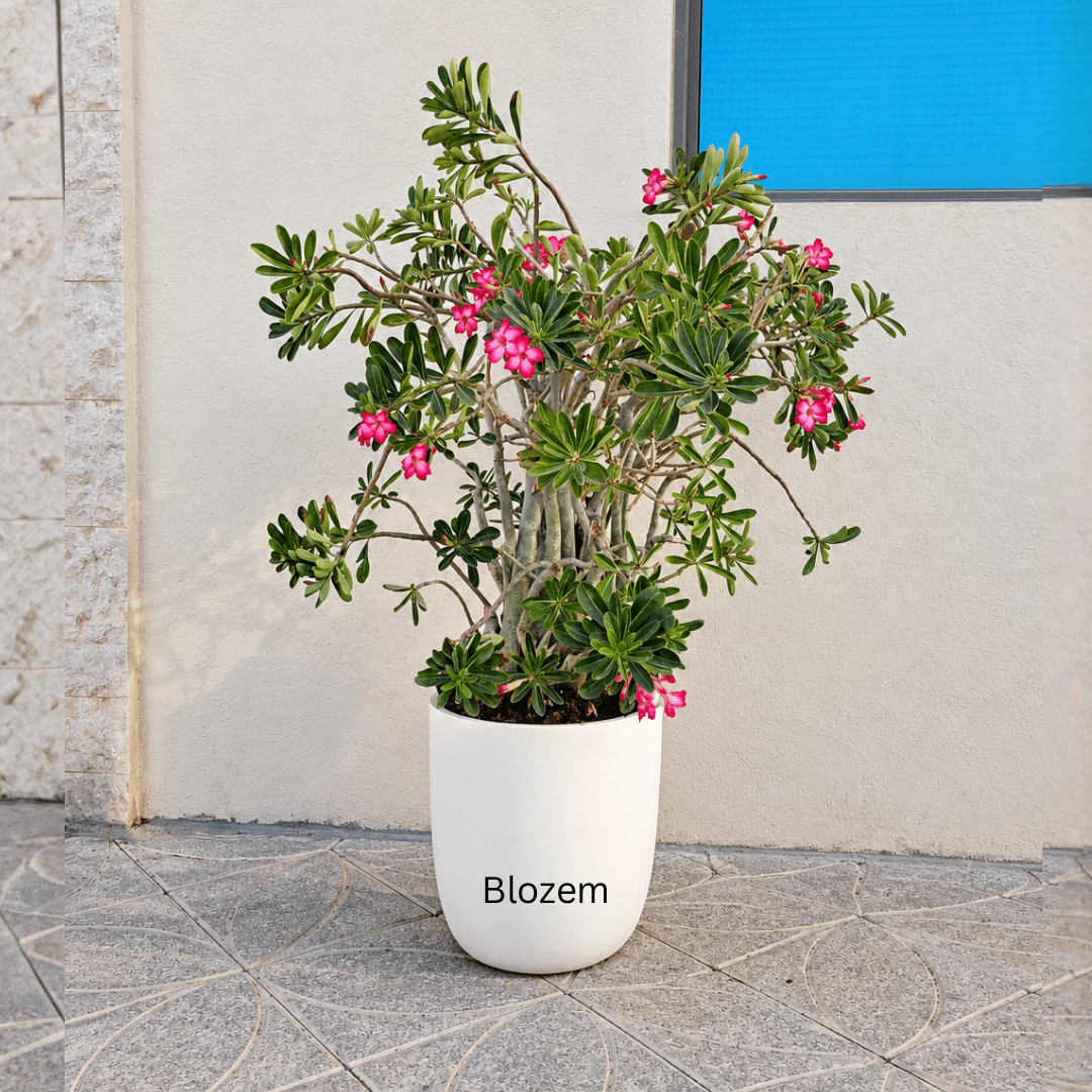 Potted Desert Rose Big size With Fiber Pot(Outdoor Plant) - Image 2