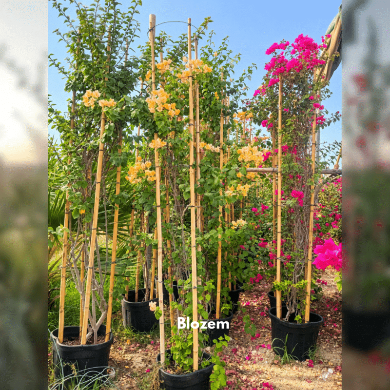 Bougainvillea Big Size-2.7 mtr