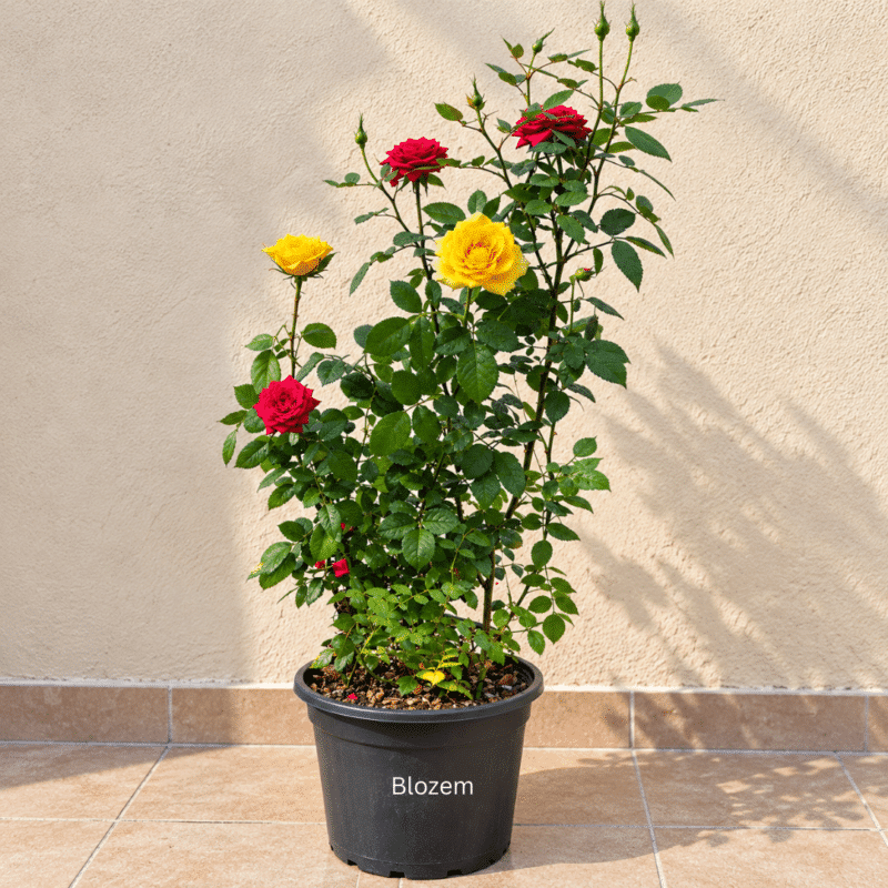 Multi-Color Rose Plant