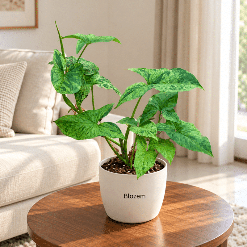 Potted Syngonium podophyllum Mottled Mojito With Ceramic Pot