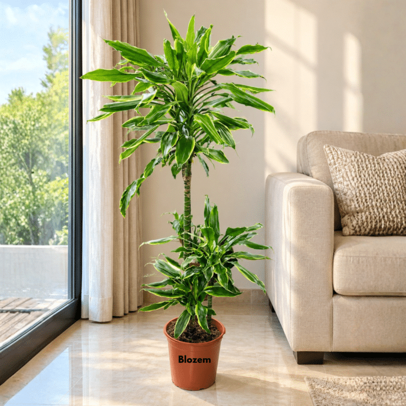 Dracaena fragrans Golden Coast – Multi Stem-Big Size