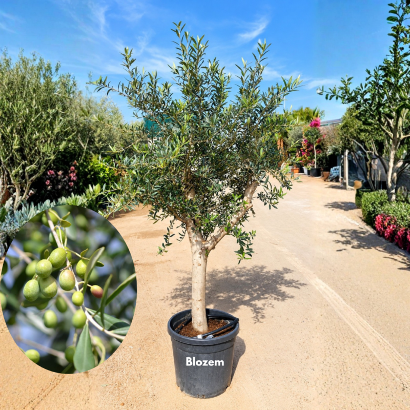 Olive Tree – Olea Europaea Big-Spain