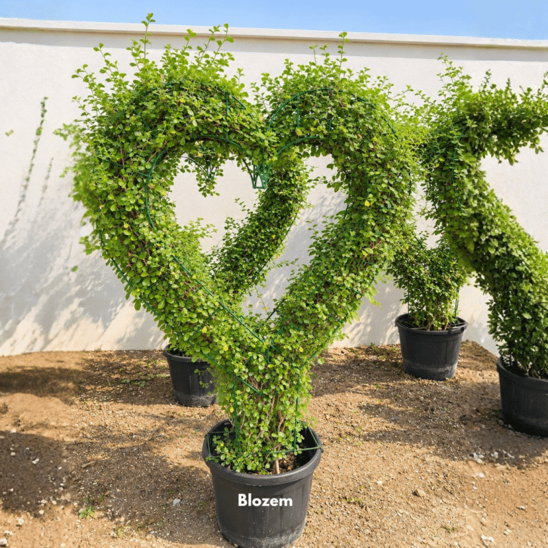 Ehretia microphylla Heart Shape-Carmona Retusa-Fukien Tea Tree - Big