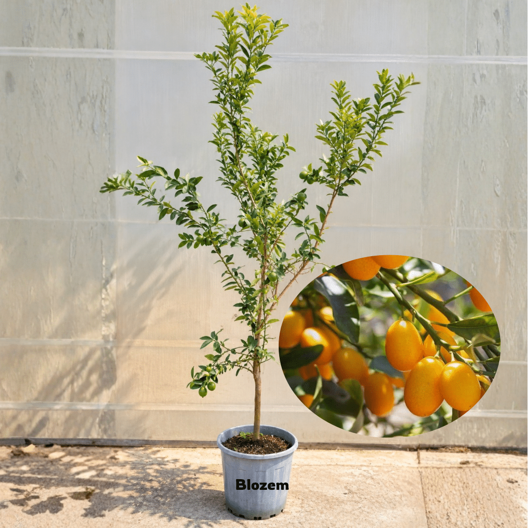 Kumquat Tree (Fruit Plant)-Big Size