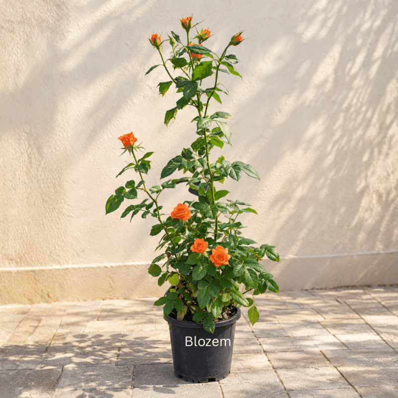 Orange Rose Plant