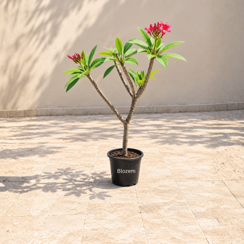 Red Frangipani Tree-Plumeria Rubra Red