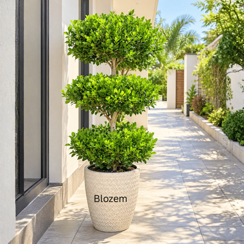 Potted Ficus Panda – 3 Head With Fiber Pot