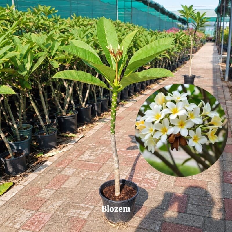 Plumeria obtusa “Frangipani” White
