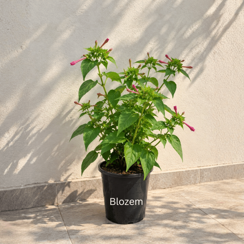 Four O’Clock Plant-Mirabilis jalapa