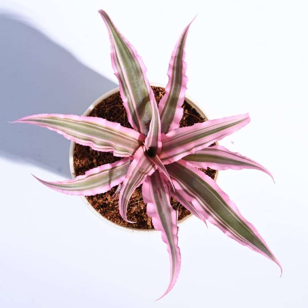Cryptanthus bivittatus 'Pink Starlite' - Image 2