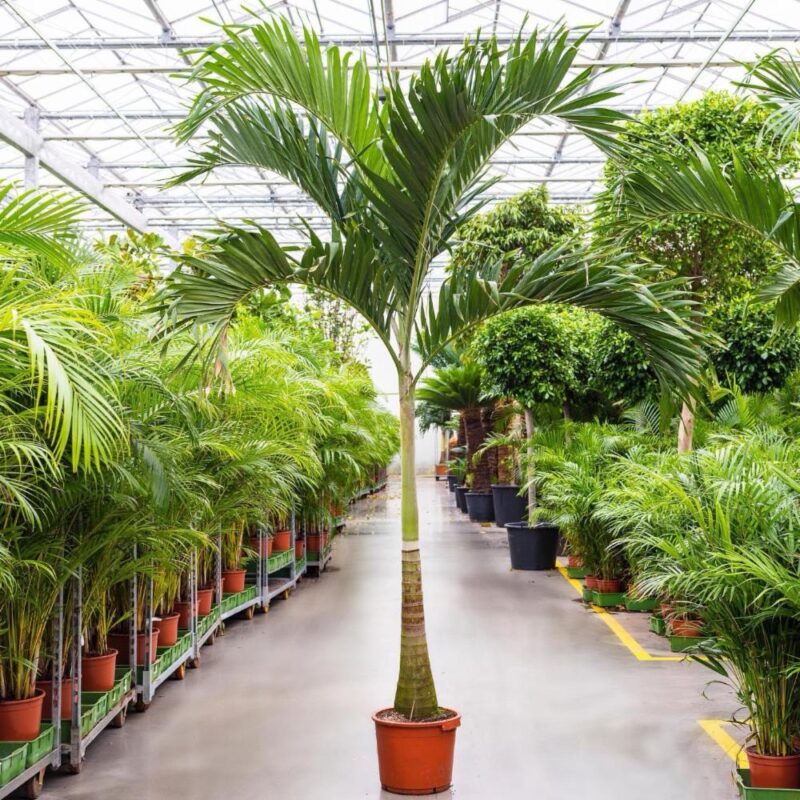 Manila Palm-Veitchia merrillii-3.5MTR