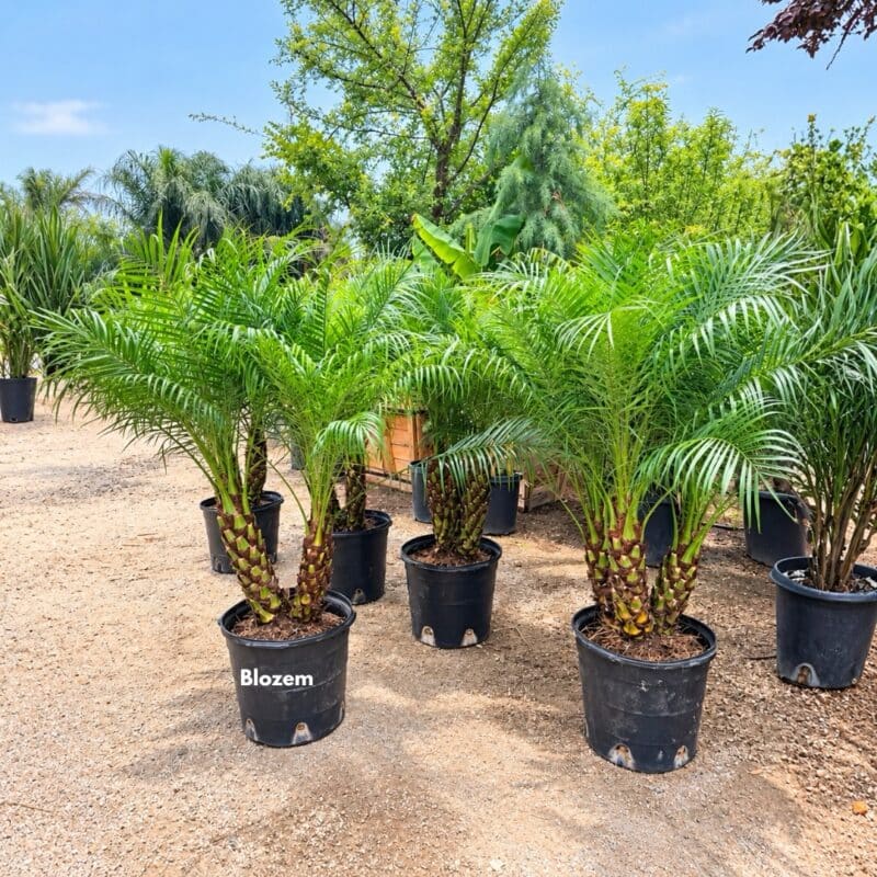 Pygmy Date Palm-Phoenix roebelenii