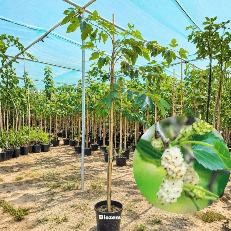 Morus alba - White Mulberry-Fruit Plant
