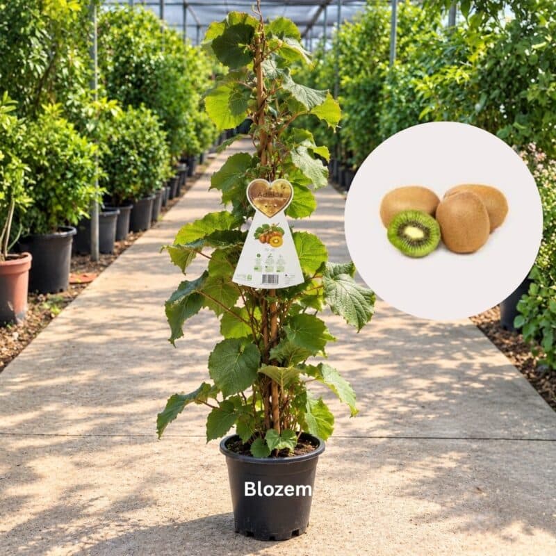 Kiwifruit-Actinidia chinensis