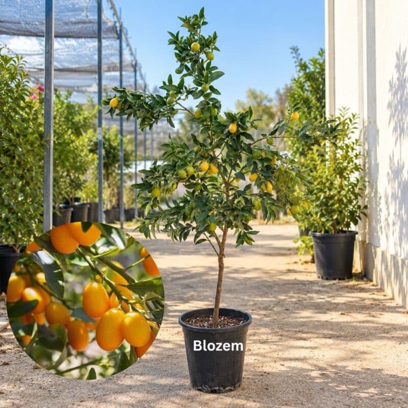 Kumquat Tree (Fruit Plant)-Big Size