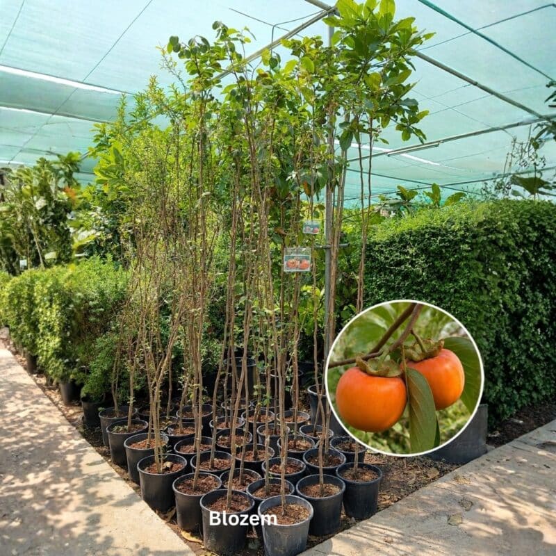 Kaka Fruit-Persimmon Fruit