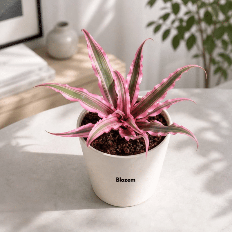 Cryptanthus bivittatus 'Pink Starlite'
