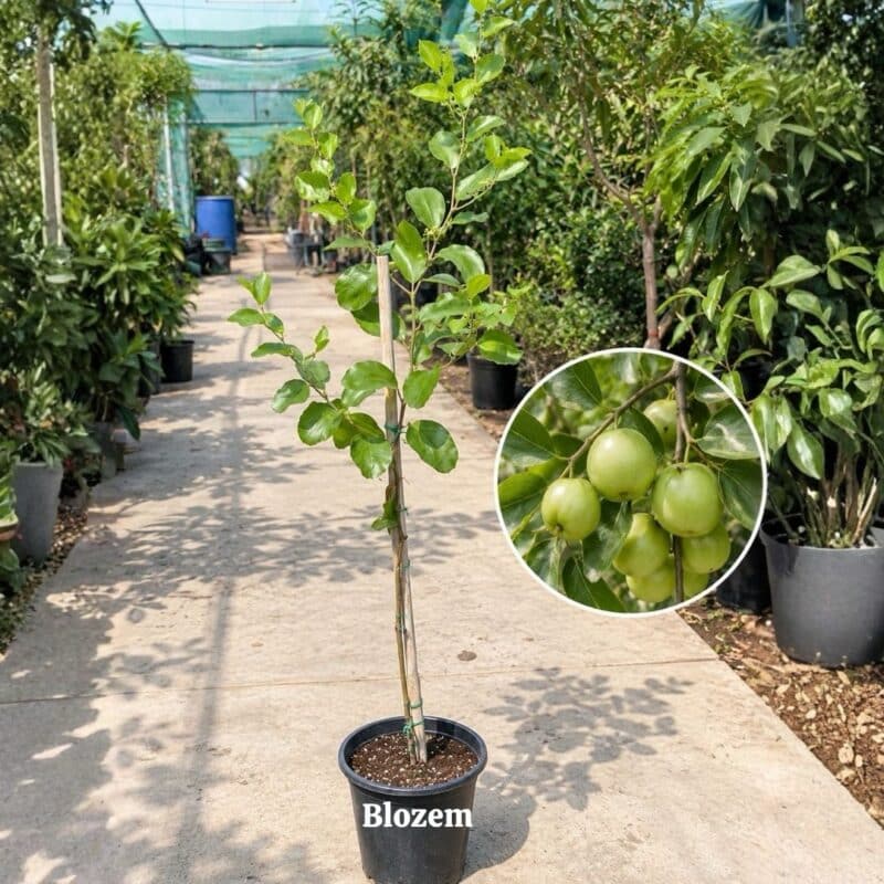 Ziziphus Jujuba - Thai Jujube(Fruit Plant)