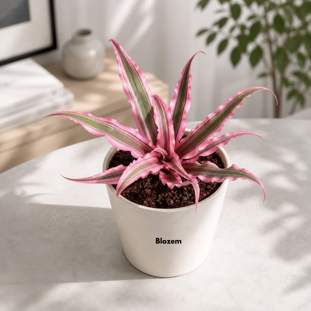 Cryptanthus bivittatus 'Pink Starlite'